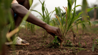 The Agricultural Research Council is seeking Seasonal Labourers