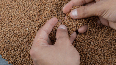 VKB Grain Grader Learnership Opportunity