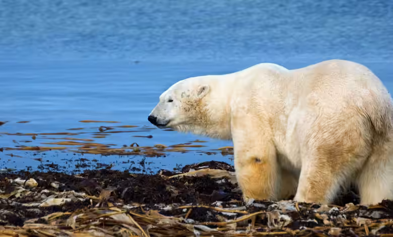Climate Change: Everything You Need To Know